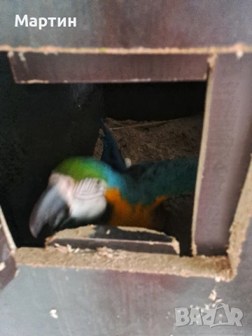 Двойка синьо жълта ара, снимка 2 - Папагали - 50654599