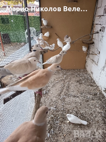 гугутки смехурки , снимка 4 - Гълъби - 52550070