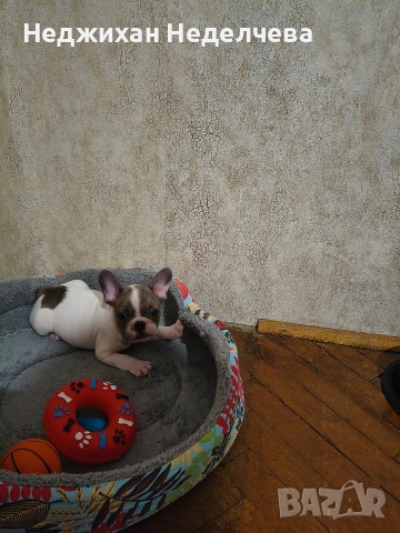 Frenski boldog, снимка 2 - Френски булдог - 52820979