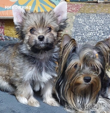 Продавам Йоркширски териер , снимка 3 - Йоркширски териер - 53051709