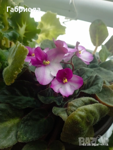 Сентполия- кичеста теменужка