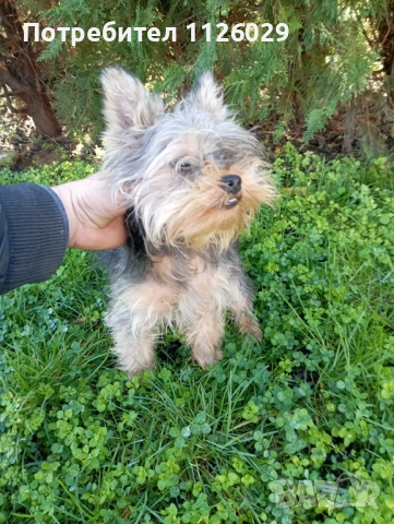 Продават се мъжки и женски йоркита , снимка 10 - Йоркширски териер - 52965005