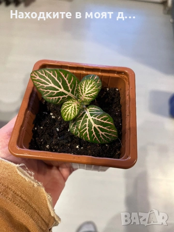 Хипоестес, снимка 2 - Стайни растения - 53808145