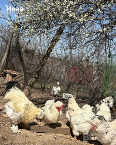 яйца от Струмски кокошки, снимка 1