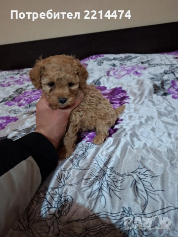 МИНИ ПУДЕЛЧЕ, снимка 8 - Пудели - 53099688