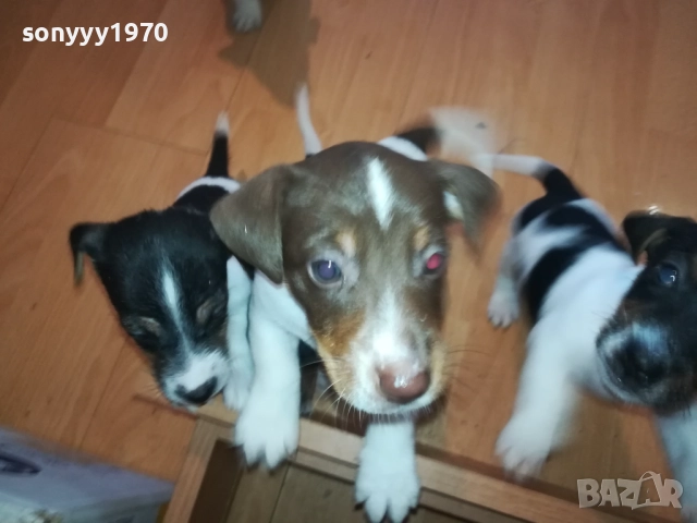 КУЧЕНЦА ДЖАК РЪСЕЛ 250ЛВ ЗА БРОЙ 1510251740