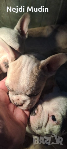 френски булдочета, снимка 17 - Френски булдог - 53112390