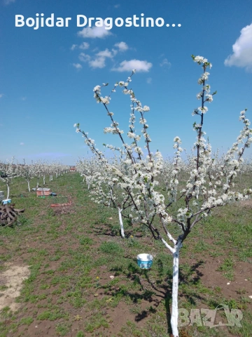 Продавам овошна градина 6 дка