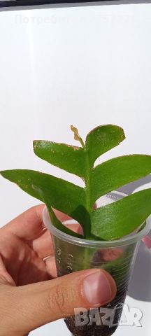 Epiphyllum chrysocardium , снимка 1 - Стайни растения - 46017996