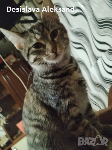 Подарявам много красиви домашни котенца , снимка 3 - Други - 52971480
