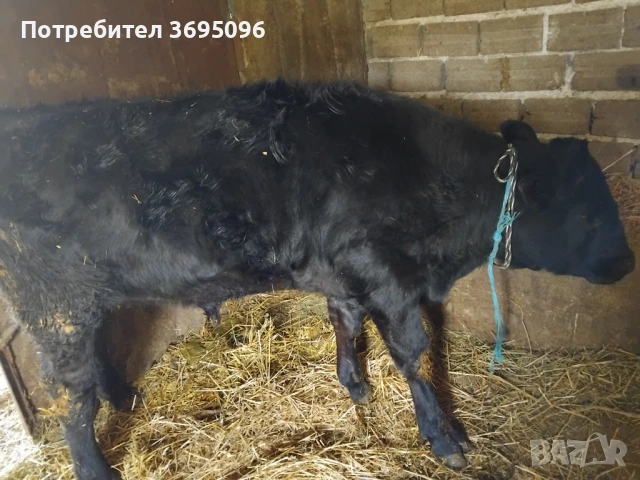 Продавам две телета мъжки , снимка 2 - Крави - 54182485