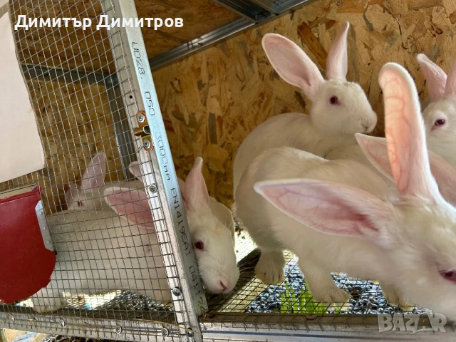Зайци за месо и разплод, снимка 12 - Други - 50191126