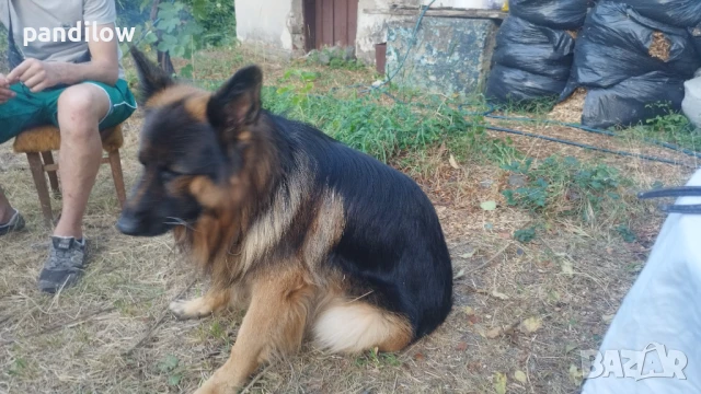 Немска овчарка си търси приятелка, снимка 4 - Немска овчарка - 51233977