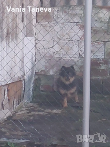 пумеран шпиц 6мес 