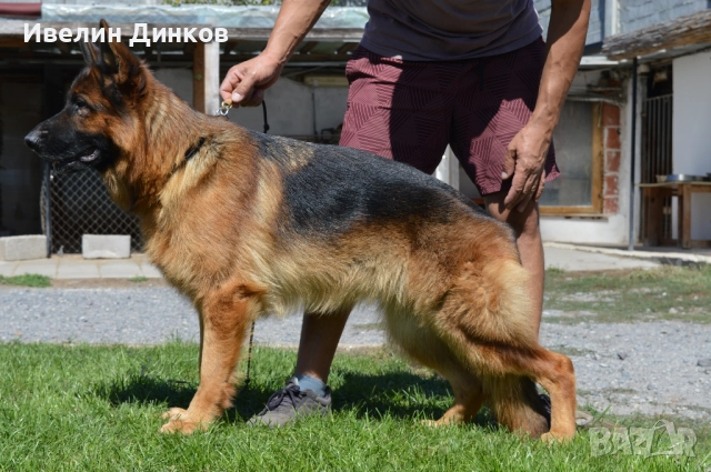 Немска овчарка с родословие от развъдник Бургас , снимка 8 - Немска овчарка - 52044330