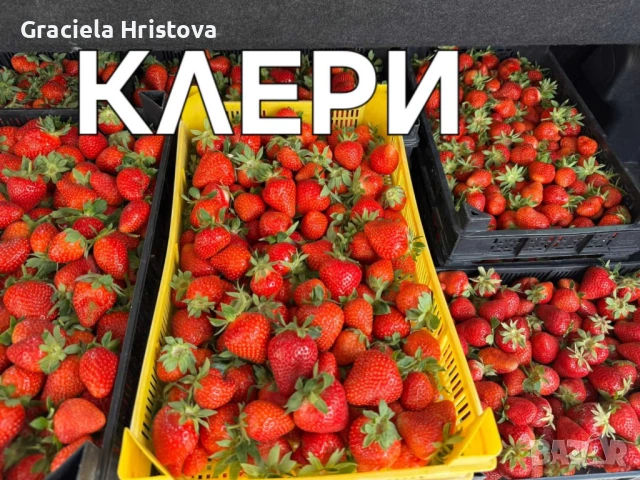 Продавам разсад ягоди , снимка 13 - Сортови семена и луковици - 54109437