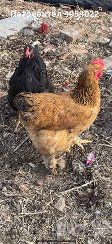 Продава се кокошки брами, снимка 4 - Кокошки и пуйки - 53736567