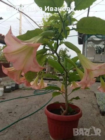 комплект 3 бр ангелски тромпет , снимка 7 - Стайни растения - 52420549