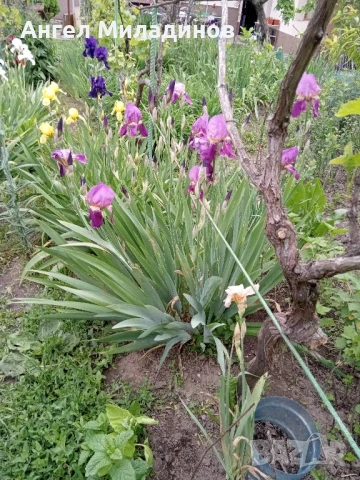 Перуника,ирис, снимка 8 - Градински цветя и растения - 24767505