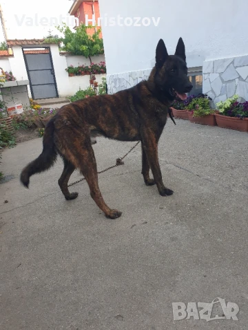 белгийска овчарка малиноа мъжко на 2 години , снимка 1