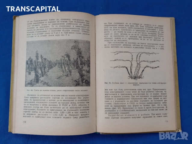 Ягодови овощни видове , снимка 2 - Специализирана литература - 52319897