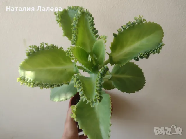 Каланхое, kalanchoe mexican hat, снимка 1