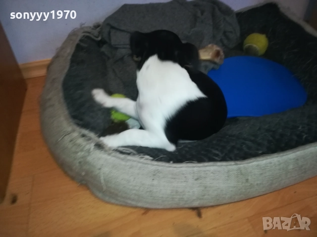 ДЖАК РЪСЕЛ 1011250842, снимка 6 - Джак ръсел териер - 52358129