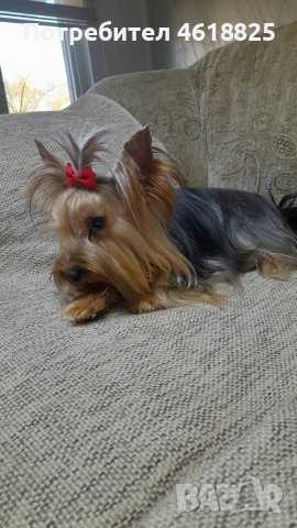 Мини йоркширски териери , снимка 8 - Йоркширски териер - 54048007