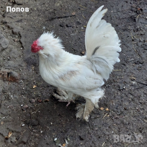 Продавам джинки, снимка 14 - други­ - 52724814