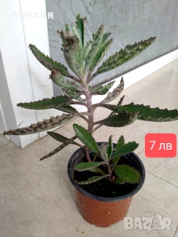 Лечебно каланхое майка на милиони , снимка 4 - Стайни растения - 51650784