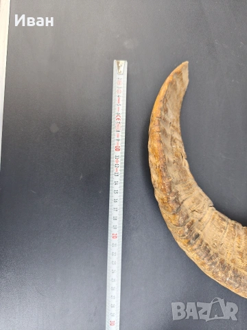 рога от овен, снимка 10 - Антикварни и старинни предмети - 53619727