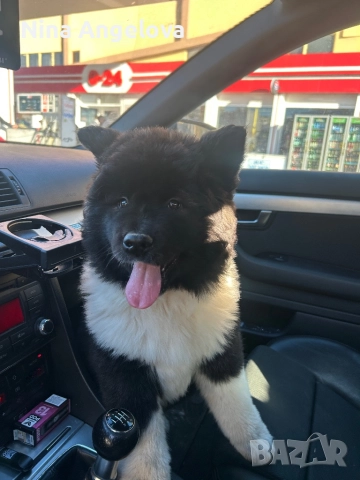 Американска акита, снимка 1