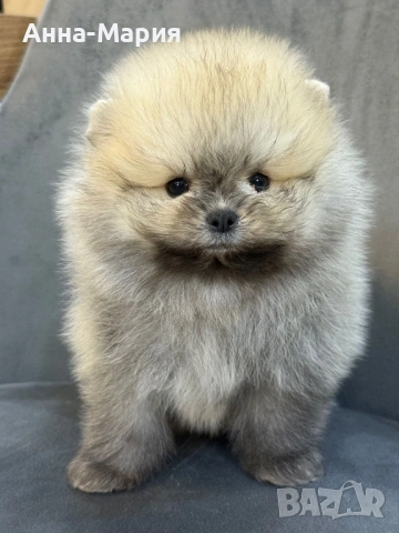 Мини померан, снимка 4 - Померан - 53635960