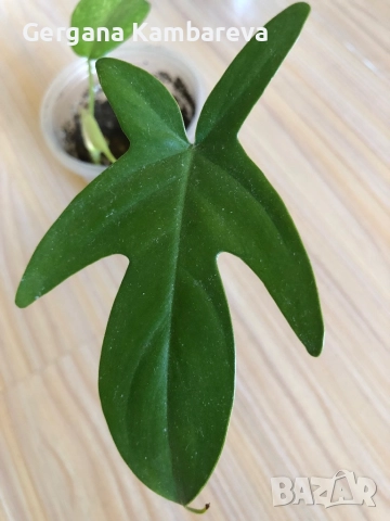 Philodendron Florida Ghost , снимка 3 - Стайни растения - 51750994