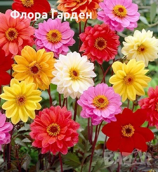 ДАЛИЯ - Глудки