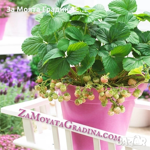 Ананасова Ягода - Бяла Ягода с вкус на Ананас , снимка 6 - Разсади - 53623978