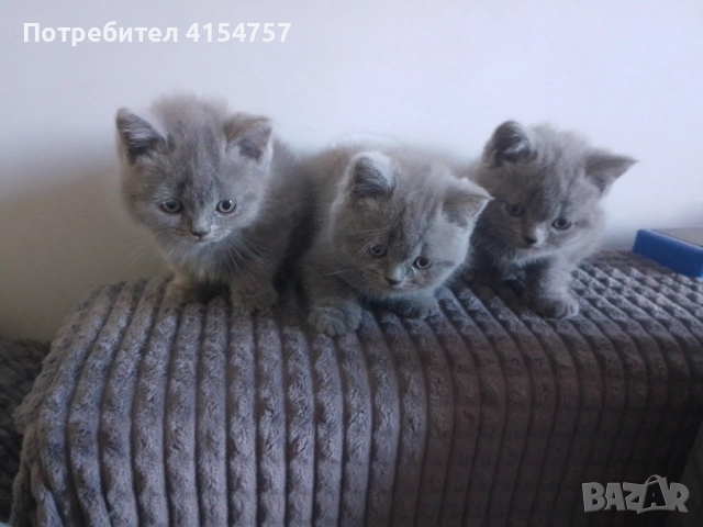 Британски принцеси, снимка 5 - Британска късокосместа - 52917554