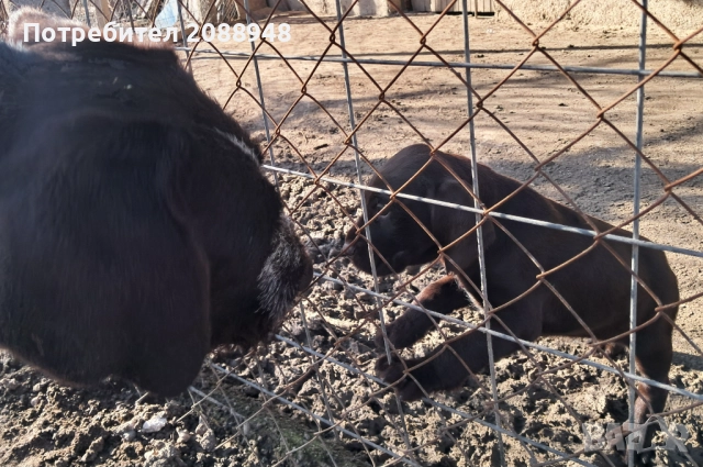 Женски дратхар, снимка 4 - Дратхаар - 52846305