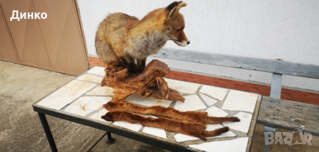 Препариран лисугер , снимка 8 - Други - 54149379