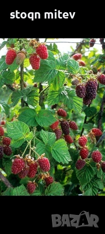 разсад ягоди малиби и капини, снимка 3 - Сортови семена и луковици - 53750922