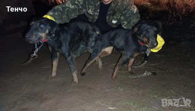 Ягдтериери, снимка 8 - Ягдтериер - 54191109