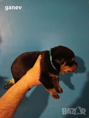 бебета ротвайлер , снимка 8 - Ротвайлер - 54019595