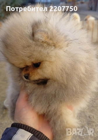 продавам померан 