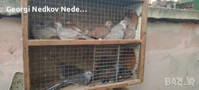 Продавам диамантени гугутки