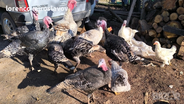 Продавам Пуийки, снимка 7 - Кокошки и пуйки - 52790020