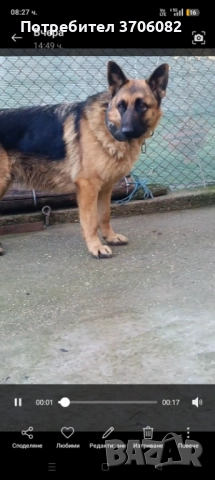 Продавам немска овчарка на година и половина не е агресивен към хора кучето е кастрирано, снимка 7 - Немска овчарка - 52745775