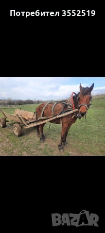 Продавам кубила, снимка 2 - Коне - 53404300