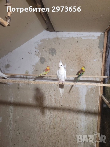 Папагали корели, снимка 9 - Папагали - 53167838