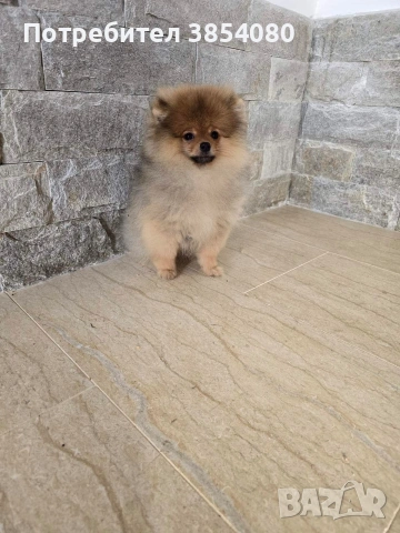 Мини Померан момче 