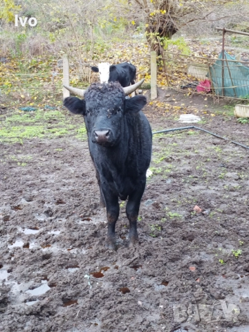 Мъжко теле на 1г.и 4 месеца